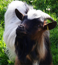 Ziegenbock
